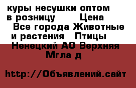 куры несушки.оптом 160 в розницу 200 › Цена ­ 200 - Все города Животные и растения » Птицы   . Ненецкий АО,Верхняя Мгла д.